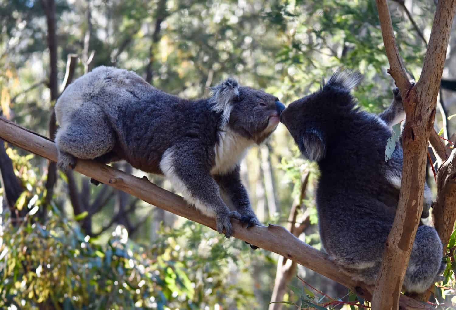 Kissing couple of Australian koalas in a wild