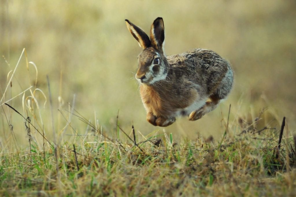 Wild common rabbit is jumping in grass ,(Oryctolagus cuniculus)