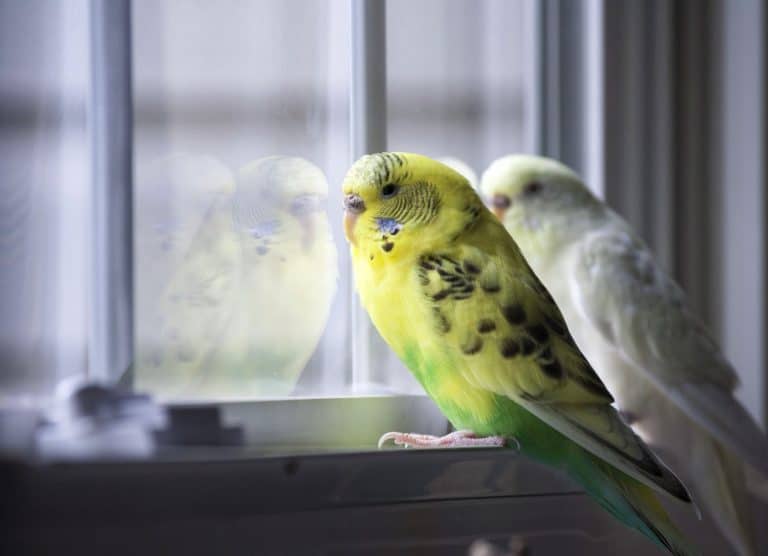 Birds by the window