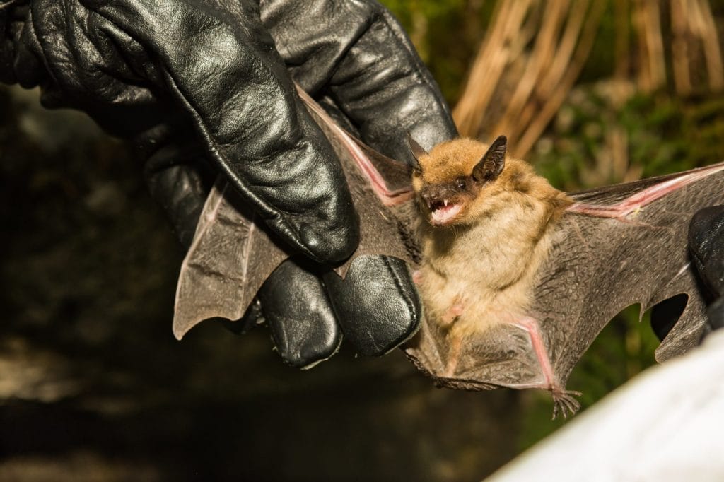 Wildlife Biologist checking the wings of a Big Brown Bat for signs of White-Nose Syndrome.