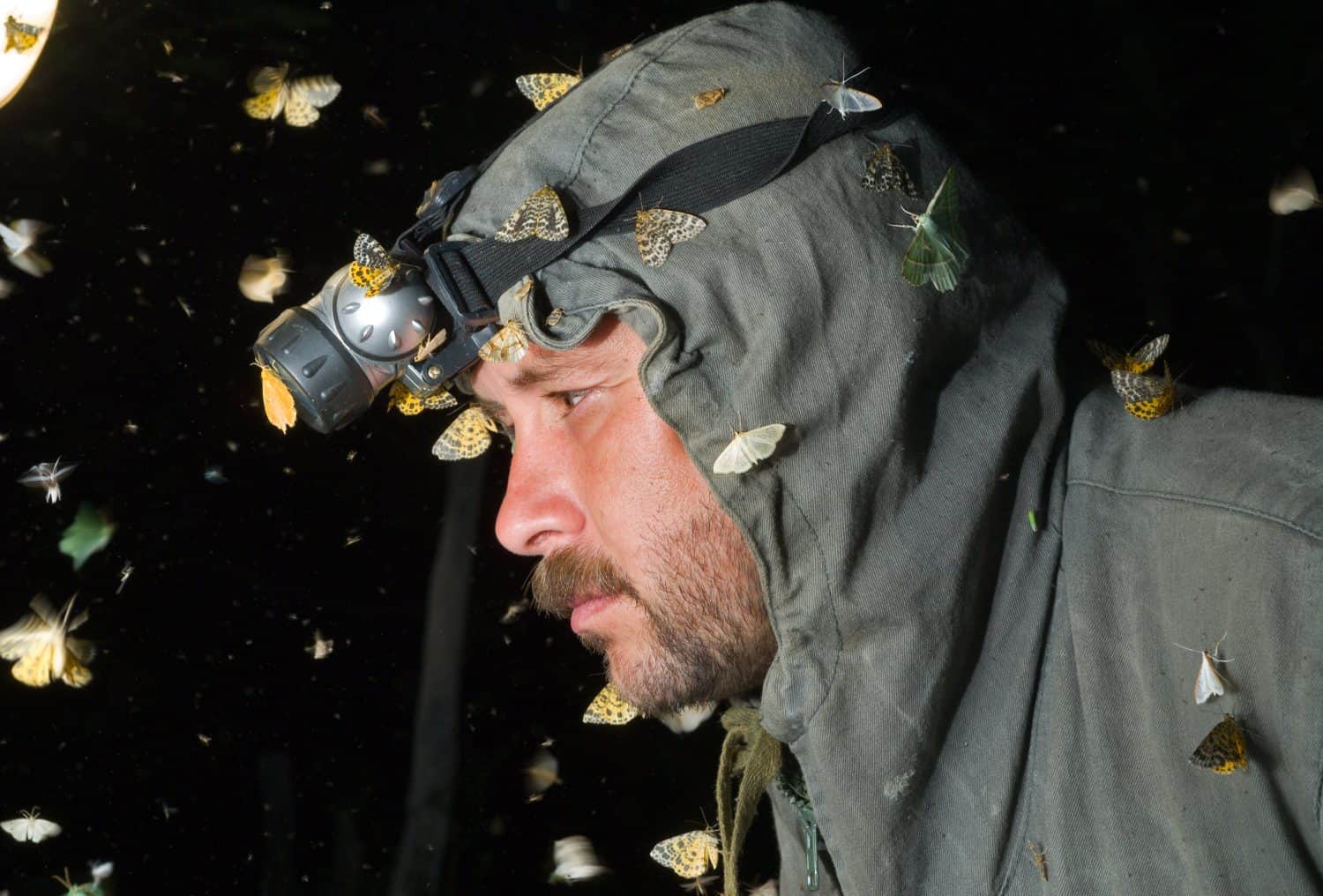 The entomologist observes insects at night.