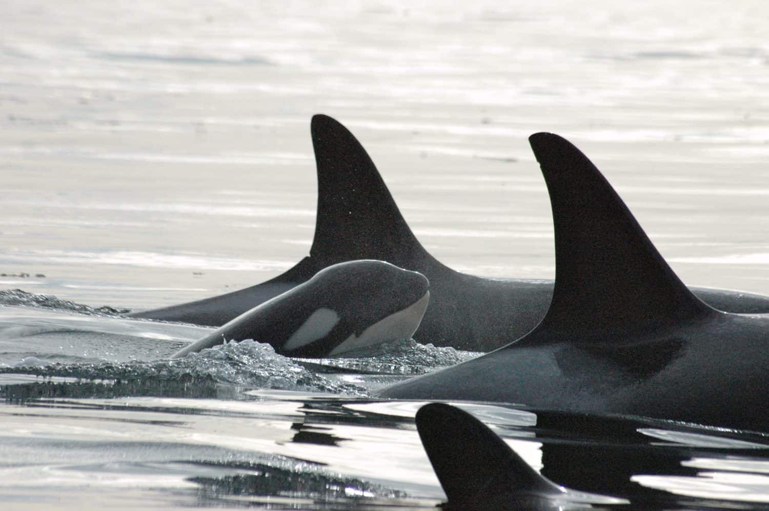 A killer whale calf surfaces, surrounded by his family.