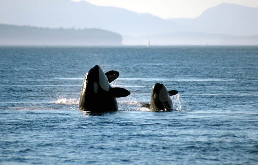 A mother and calf orca breach in synchrony.