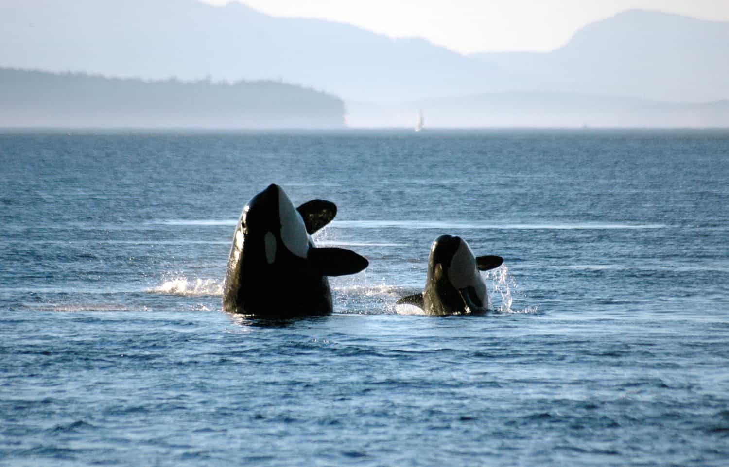 A mother and calf orca breach in synchrony.