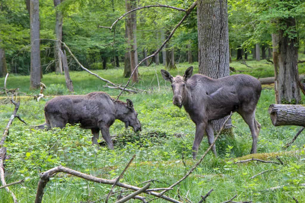 Elk cow and her calve graze in the forrest paeceful