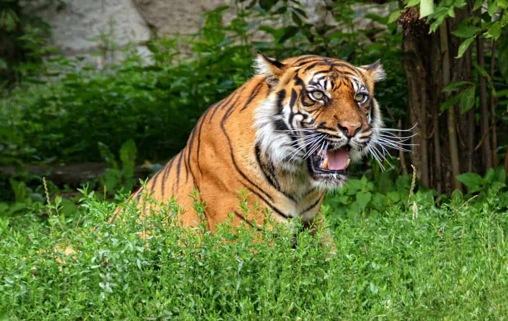 Sumatran tiger.  Beautiful tiger in ambush. Wildlife.  