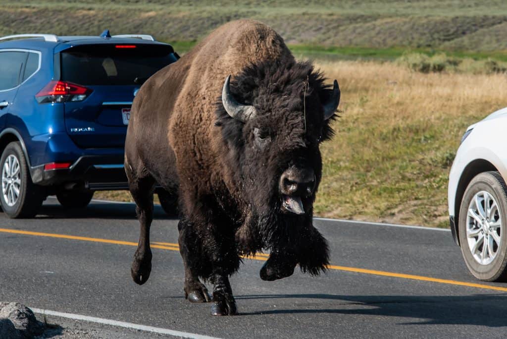 A male bison charging down the street in Yellowstone National Park.