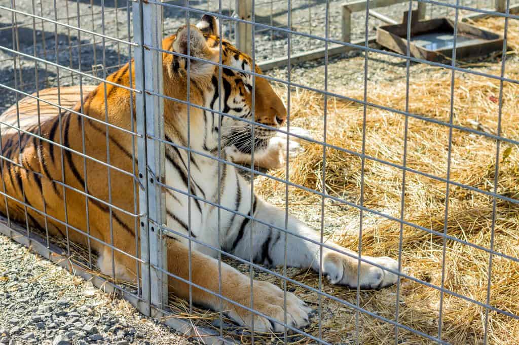 A tiger performing in a circus lies in an iron street cage