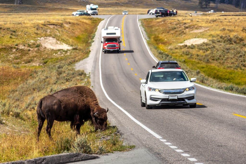 An American Bison grazing by the side of the road as traffic passes by at Hayden Valley in Yellowstone National Park, Wyoming, USA.