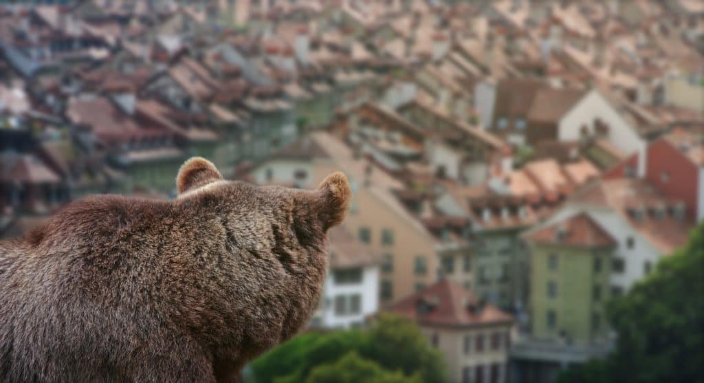 A bear is watching the old town of Bern, Switzerland