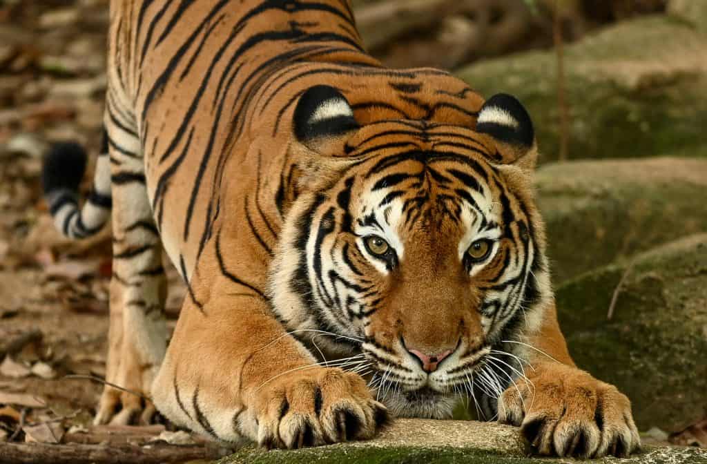 Malayan Tiger (Panthera tigris, Harimau Malaya) is a subspecies of tiger living in the central and southern parts of the Malaysia Peninsula