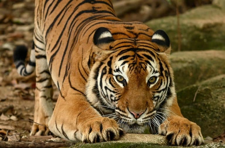 Malayan Tiger (Panthera tigris, Harimau Malaya) is a subspecies of tiger living in the central and southern parts of the Malaysia Peninsula