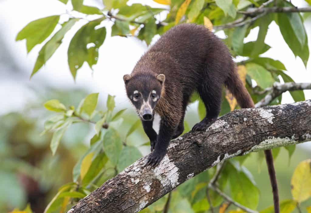 White-nosed Coati (coatimundi) standing in a tree, Boca Tapada, Laguna de Lagarto Lodge, Costa Rica