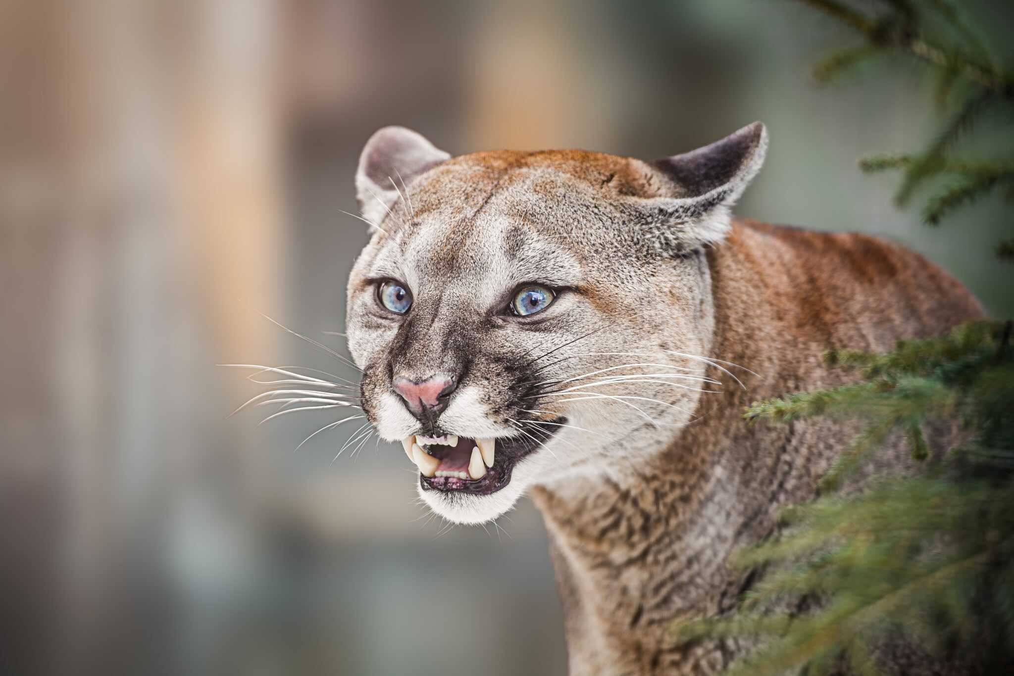 The Stunning Wildlife of Mesa Verde National Park - A-Z Animals
