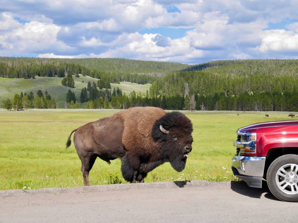 Angry bison attacking car in Hayden Valley.Yellowstone National Park, Wyoming, USA. High quality photo