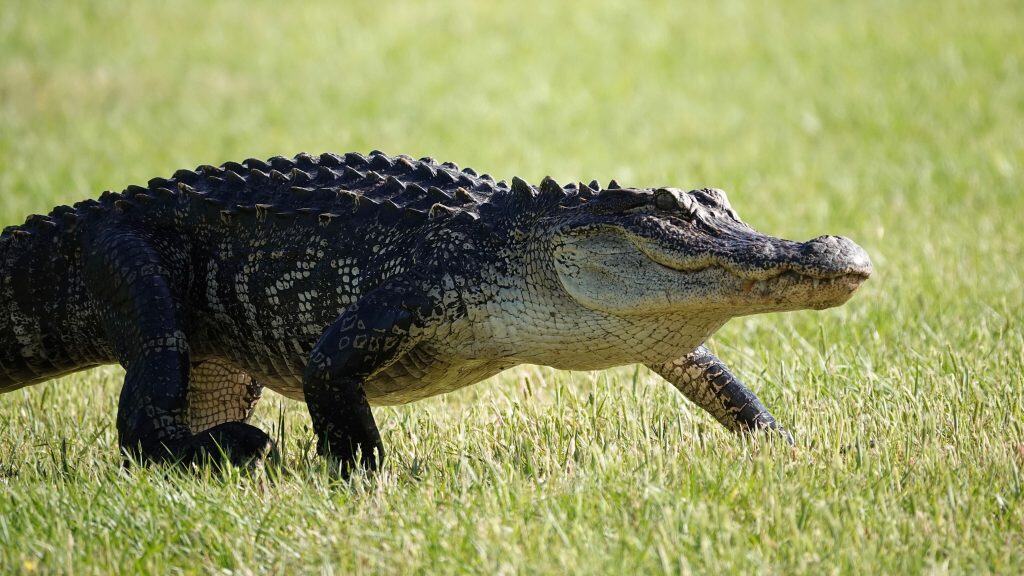              American Alligator going for a stroll through the grass in the bright morning sunlight at Pinckney Island.                  