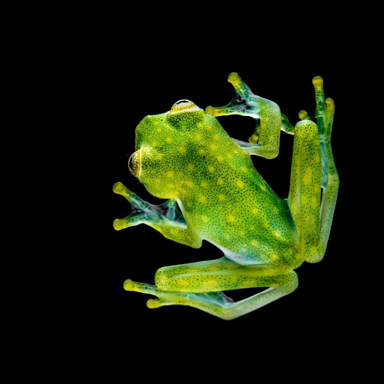 Top View of the Glass Frog (Centrolenidae). The species is native to the Central American Rainforest.