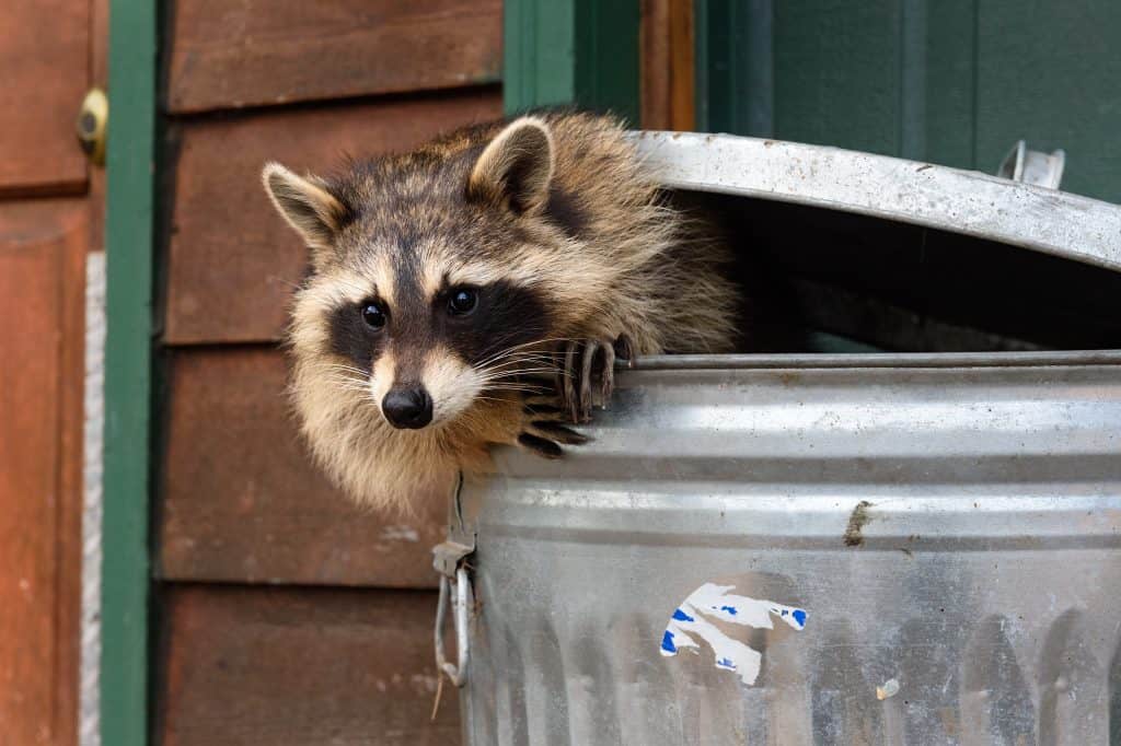 Raccoon (Procyon lotor) Leans Out of Garbage Can - captive animal