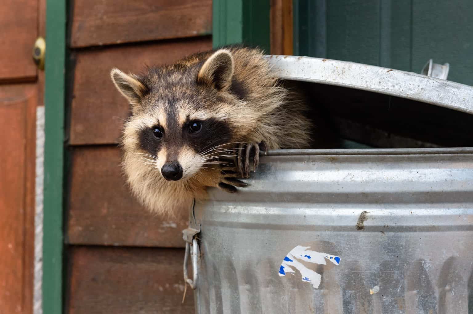 How Intelligent Are Raccoons? Experts Explain Their Surprising Smarts ...