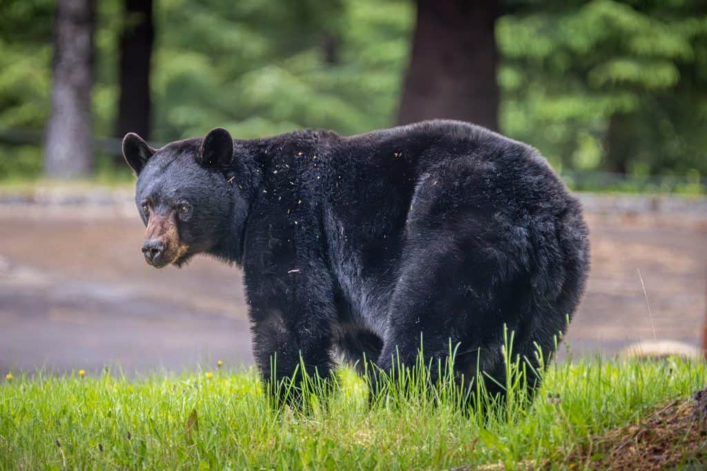 Black Bear in Kitsault British Columbia Ghost Town