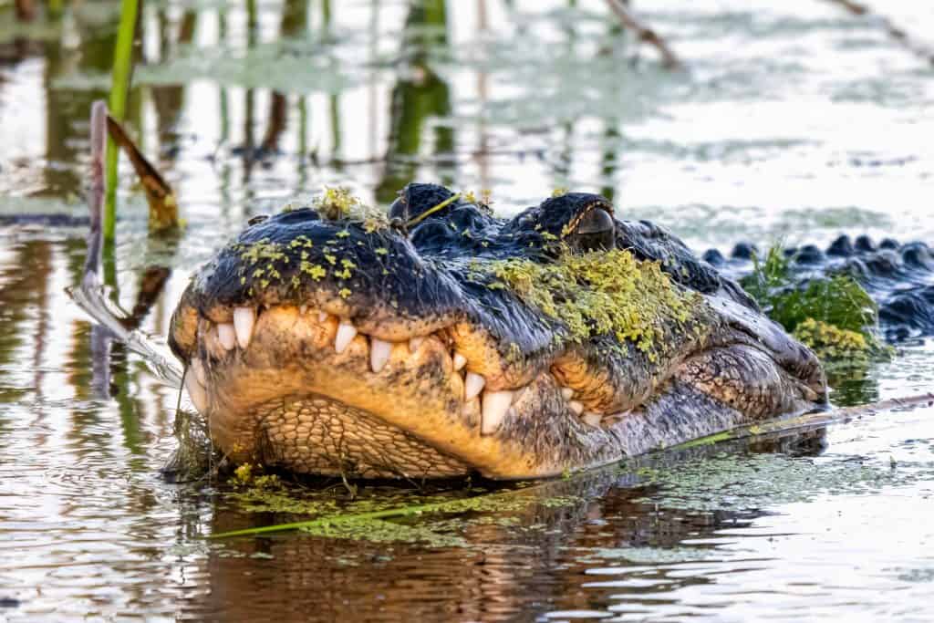 American Alligator in a wetlands
