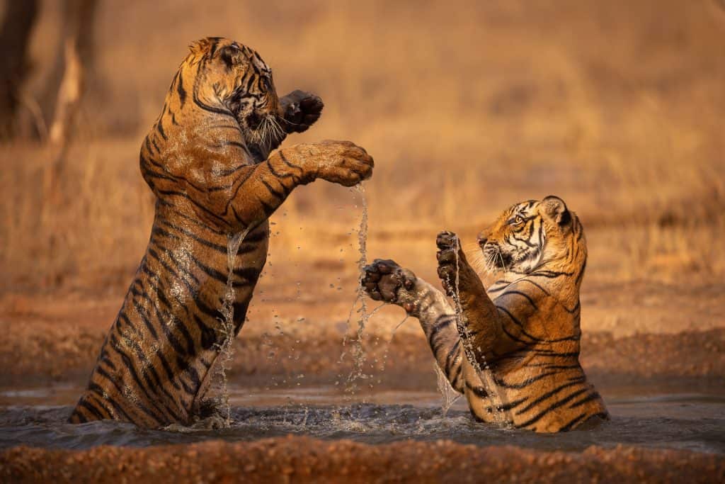 Amazing wild tiger picture in the nature habitat. Tiger walk during the golden light time. Wildlife scene with danger animal. Hot summer in India. Dry area with beautiful indian tiger, Panthera tigris