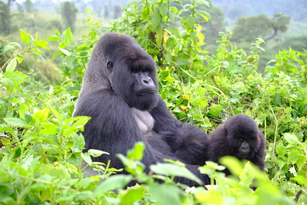Alpha male gorilla and his young son deep in the jungle of Volcanoes National Park in Rwanda. It is a lifetime experience seeing the family of mountain gorilla up close.