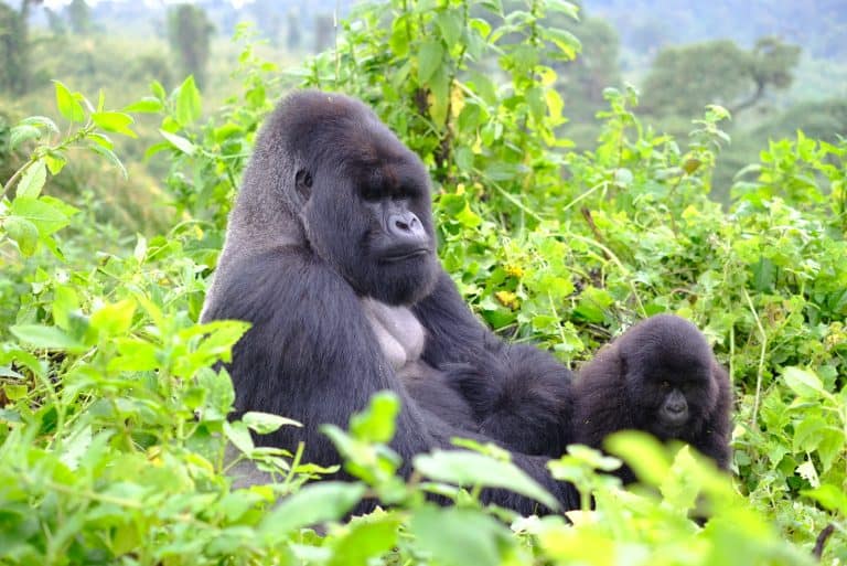Alpha male gorilla and his young son deep in the jungle of Volcanoes National Park in Rwanda. It is a lifetime experience seeing the family of mountain gorilla up close.