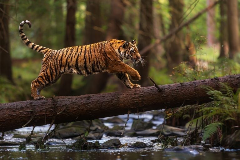 male Siberian tiger (Panthera tigris tigris) running across the creek after a fallen tree