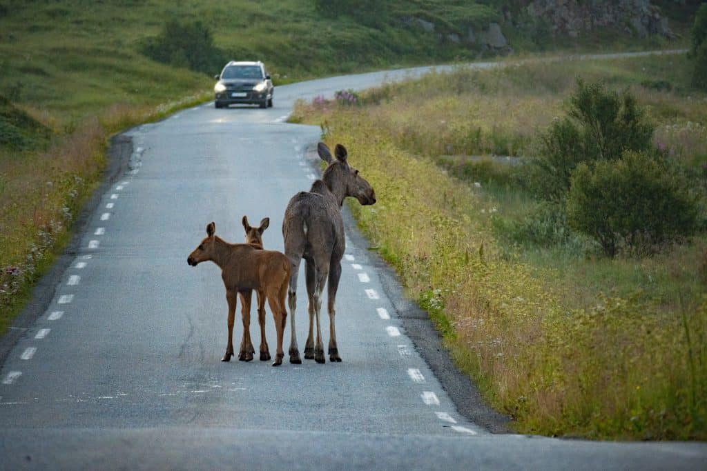 Moose family consisting of mother with two babies standing on a road in Northern Norway