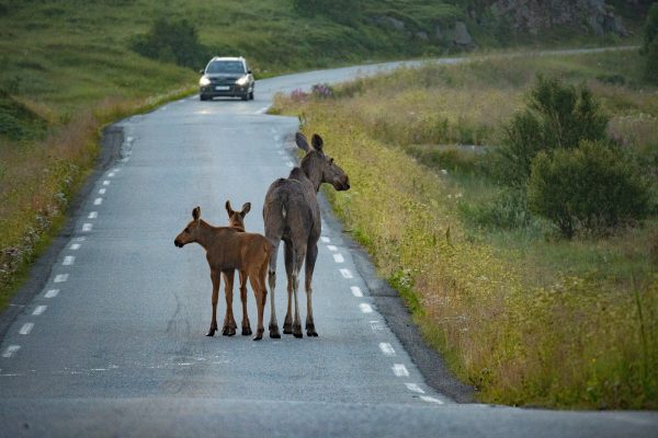Colorado Moose See Your Dog as a Wolf — and Then Attack - A-Z Animals