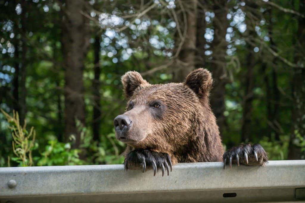 A brown bear on the side of the road in Vrancea, Romania, 2024