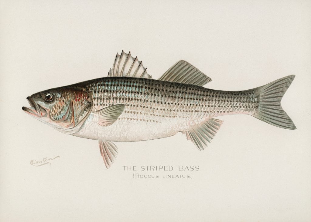 Striped Bass fish. Vintage fish illustration from our own 1913 Portfolio Edition of Game Birds and Fishes of North America by Sherman F. Denton. Vintage Striped Bass art illustration.