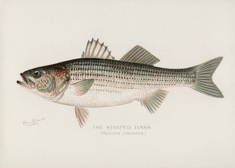 Striped Bass fish. Vintage fish illustration from our own 1913 Portfolio Edition of Game Birds and Fishes of North America by Sherman F. Denton. Vintage Striped Bass art illustration.