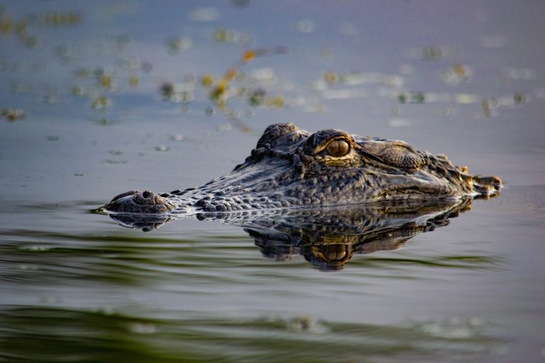 A close up of the great American Alligator in Black Bayou National reserve in North East Louisiana.