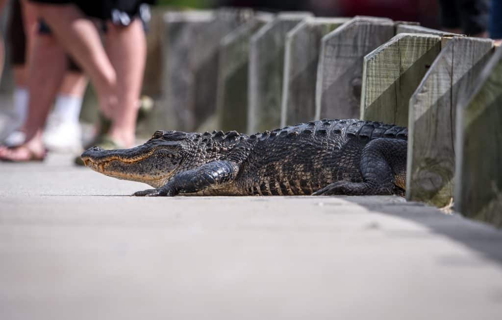 Alligator Crossing Road with People Near