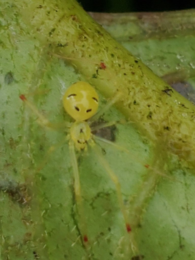 Hawaiian Happy Face Spider at Mt. Ka'ala