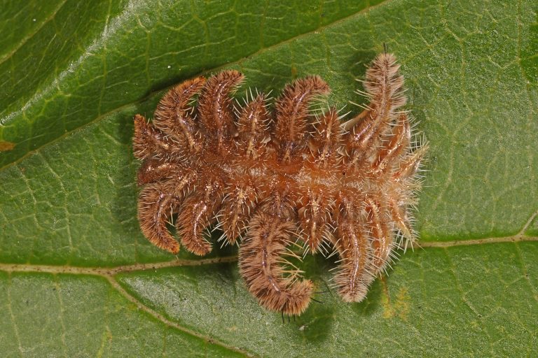 These Fuzzy North American Caterpillars Leave Painful Stings - A-Z Animals