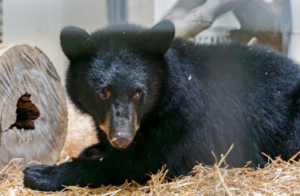 New bear cub at Cincinnati Zoo