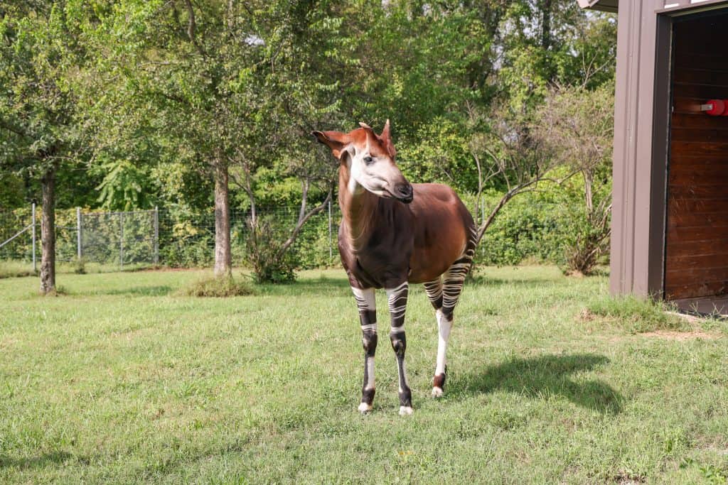 Mosi the Okapi at Nashville Zoo