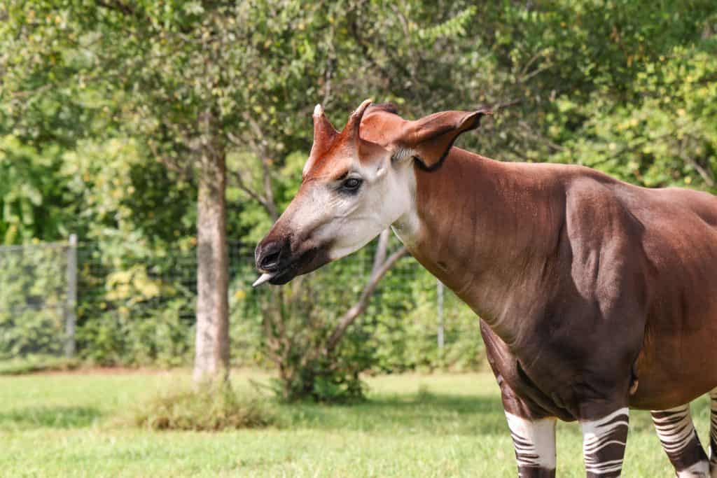 Mosi the Okapi at Nashville Zoo