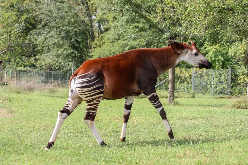 Mosi the Okapi at Nashville Zoo