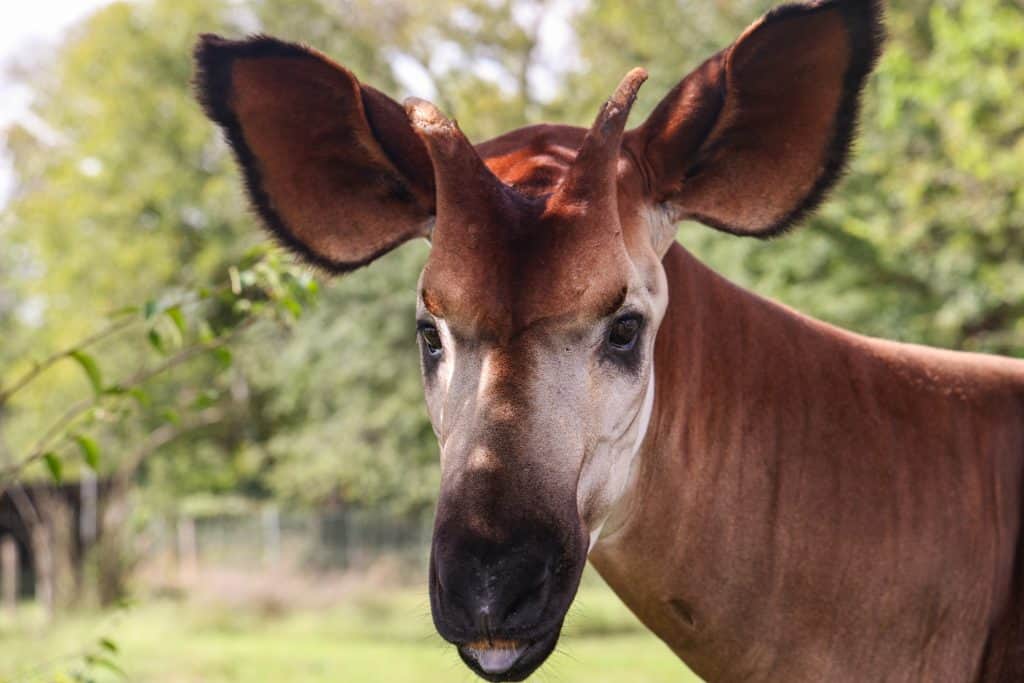 Mosi the Okapi at Nashville Zoo