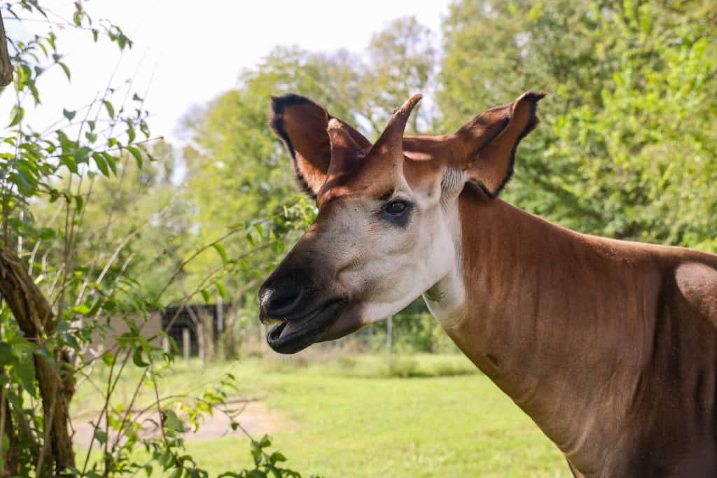 Mosi the Okapi at Nashville Zoo