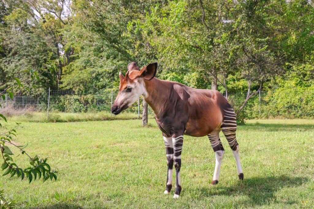 Mosi the Okapi at Nashville Zoo