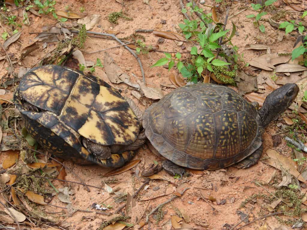 Two turtles on a soil background. The lefthand turtle is flipped on its back.