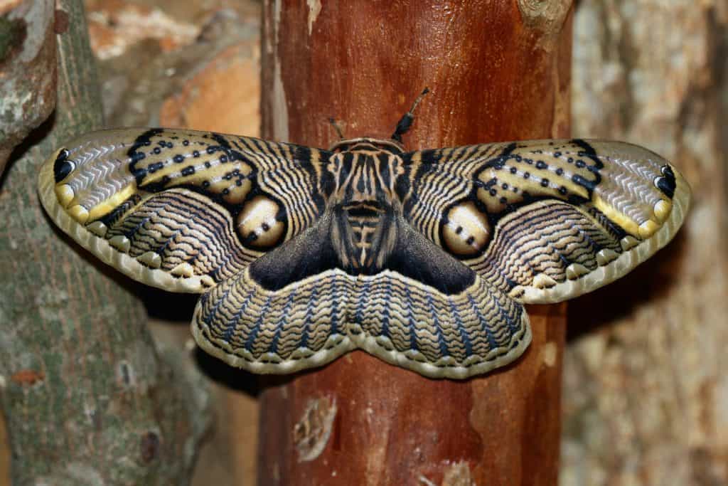 English: A Brahmeid Moth at Leader Village Hotel, Buluowan, Taiwan