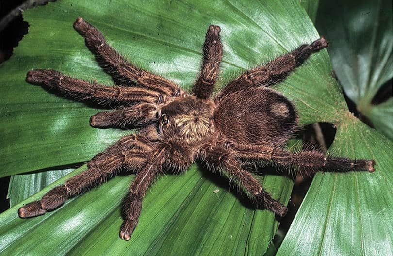 Caribena laeta