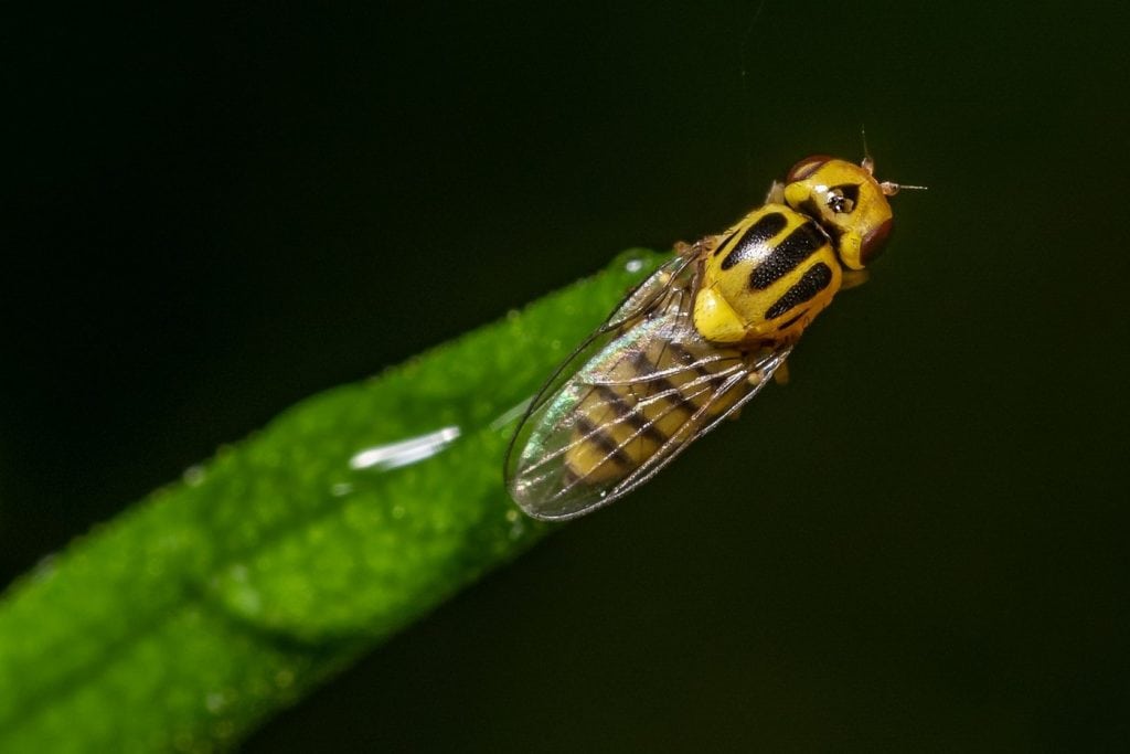 Grass fly on a blade of grass