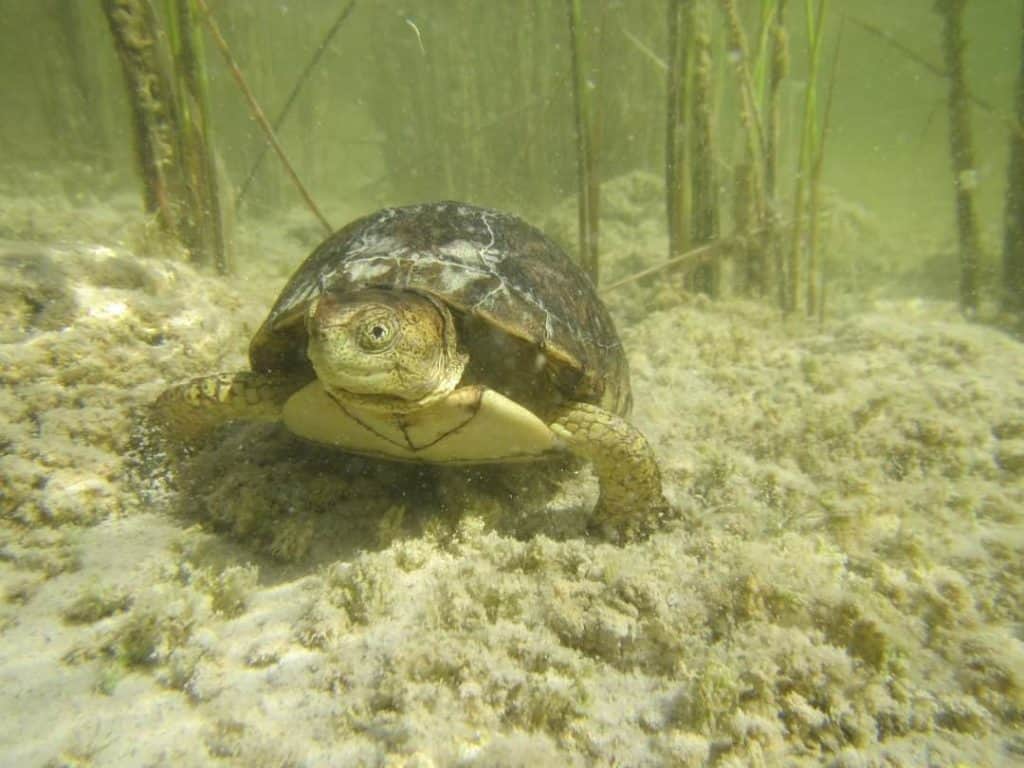 frontal view of brownish turtle underwater on a mucky bottom
